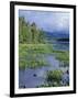 Pickerel Weed, Pontook Reservoir, Androscoggin River, New Hampshire, USA-Jerry & Marcy Monkman-Framed Photographic Print