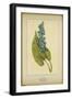 Pickerel Weed-null-Framed Art Print