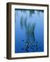 Pickerelweed, Glacial Tarn, Acadia National Park, Maine, USA-Jerry & Marcy Monkman-Framed Photographic Print