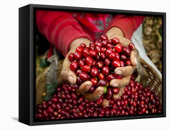 Pickers, Hands Full of Coffee Cherries, Coffee Farm, Slopes of the Santa Volcano, El Salvador-John Coletti-Framed Stretched Canvas