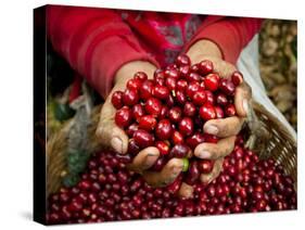 Pickers, Hands Full of Coffee Cherries, Coffee Farm, Slopes of the Santa Volcano, El Salvador-John Coletti-Stretched Canvas