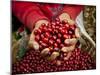 Pickers, Hands Full of Coffee Cherries, Coffee Farm, Slopes of the Santa Volcano, El Salvador-John Coletti-Mounted Premium Photographic Print