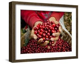 Pickers, Hands Full of Coffee Cherries, Coffee Farm, Slopes of the Santa Volcano, El Salvador-John Coletti-Framed Photographic Print