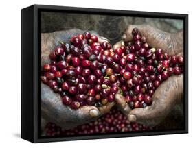 Pickers, Hands Full of Coffee Cherries, Coffee Farm, Slopes of the Santa Volcano, El Salvador-John Coletti-Framed Stretched Canvas