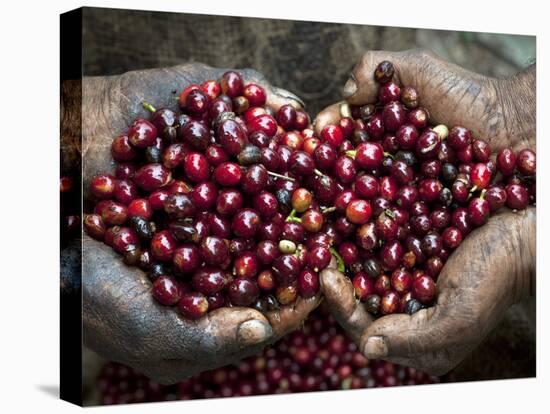 Pickers, Hands Full of Coffee Cherries, Coffee Farm, Slopes of the Santa Volcano, El Salvador-John Coletti-Stretched Canvas