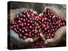 Pickers, Hands Full of Coffee Cherries, Coffee Farm, Slopes of the Santa Volcano, El Salvador-John Coletti-Stretched Canvas