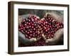 Pickers, Hands Full of Coffee Cherries, Coffee Farm, Slopes of the Santa Volcano, El Salvador-John Coletti-Framed Photographic Print