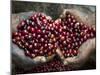 Pickers, Hands Full of Coffee Cherries, Coffee Farm, Slopes of the Santa Volcano, El Salvador-John Coletti-Mounted Photographic Print