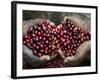 Pickers, Hands Full of Coffee Cherries, Coffee Farm, Slopes of the Santa Volcano, El Salvador-John Coletti-Framed Photographic Print