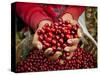 Pickers, Hands Full of Coffee Cherries, Coffee Farm, Slopes of the Santa Volcano, El Salvador-John Coletti-Stretched Canvas