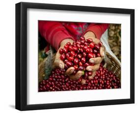 Pickers, Hands Full of Coffee Cherries, Coffee Farm, Slopes of the Santa Volcano, El Salvador-John Coletti-Framed Photographic Print