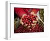 Pickers, Hands Full of Coffee Cherries, Coffee Farm, Slopes of the Santa Volcano, El Salvador-John Coletti-Framed Photographic Print