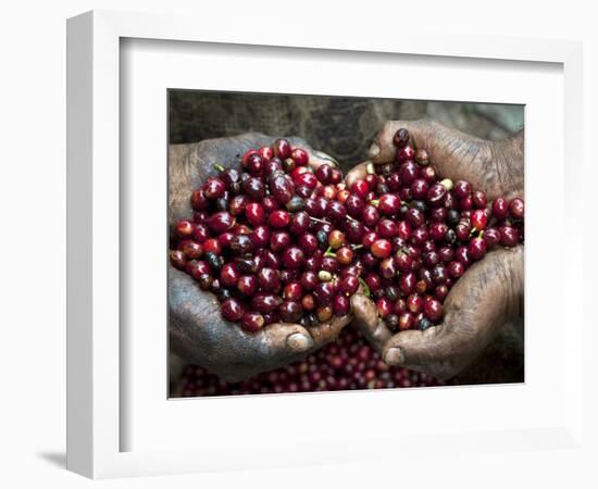 Pickers, Hands Full of Coffee Cherries, Coffee Farm, Slopes of the Santa Volcano, El Salvador-John Coletti-Framed Photographic Print