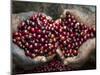 Pickers, Hands Full of Coffee Cherries, Coffee Farm, Slopes of the Santa Volcano, El Salvador-John Coletti-Mounted Photographic Print