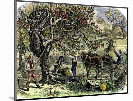 Picking Apples, a Farm Scene Near Pride's Bridge, Maine, c.1800-null-Mounted Giclee Print