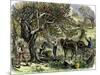 Picking Apples, a Farm Scene Near Pride's Bridge, Maine, c.1800-null-Mounted Giclee Print