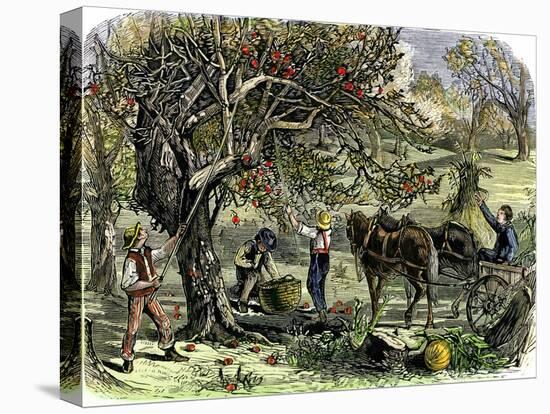 Picking Apples, a Farm Scene Near Pride's Bridge, Maine, c.1800-null-Stretched Canvas