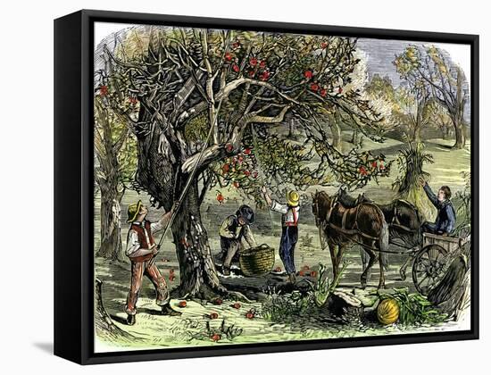 Picking Apples, a Farm Scene Near Pride's Bridge, Maine, c.1800-null-Framed Stretched Canvas