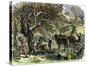 Picking Apples, a Farm Scene Near Pride's Bridge, Maine, c.1800-null-Stretched Canvas