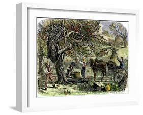 Picking Apples, a Farm Scene Near Pride's Bridge, Maine, c.1800-null-Framed Giclee Print