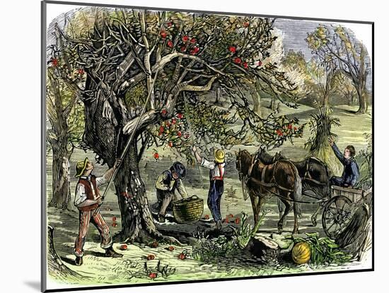 Picking Apples, a Farm Scene Near Pride's Bridge, Maine, c.1800-null-Mounted Giclee Print