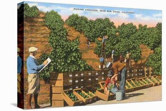 Picking Avocados, San Diego County, California-null-Stretched Canvas