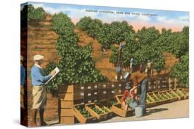 Picking Avocados, San Diego County, California-null-Stretched Canvas