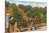 Picking Avocados, San Diego County, California-null-Mounted Art Print