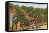 Picking Avocados, San Diego County, California-null-Framed Stretched Canvas