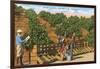 Picking Avocados, San Diego County, California-null-Framed Art Print