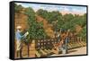 Picking Avocados, San Diego County, California-null-Framed Stretched Canvas