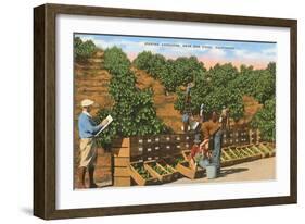 Picking Avocados, San Diego County, California-null-Framed Art Print