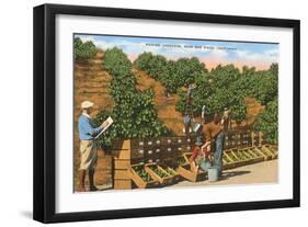 Picking Avocados, San Diego County, California-null-Framed Art Print