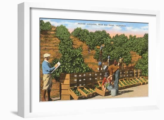 Picking Avocados, San Diego County, California-null-Framed Art Print