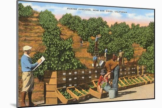 Picking Avocados, San Diego County, California-null-Mounted Art Print