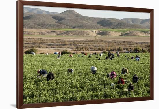 Picking beans, El Rosario, Baja California, Mexico, North America-Tony Waltham-Framed Photographic Print