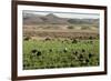 Picking beans, El Rosario, Baja California, Mexico, North America-Tony Waltham-Framed Photographic Print