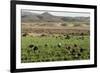 Picking beans, El Rosario, Baja California, Mexico, North America-Tony Waltham-Framed Photographic Print