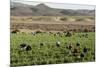 Picking beans, El Rosario, Baja California, Mexico, North America-Tony Waltham-Mounted Photographic Print