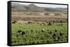 Picking beans, El Rosario, Baja California, Mexico, North America-Tony Waltham-Framed Stretched Canvas