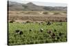 Picking beans, El Rosario, Baja California, Mexico, North America-Tony Waltham-Stretched Canvas