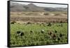 Picking beans, El Rosario, Baja California, Mexico, North America-Tony Waltham-Framed Stretched Canvas