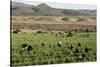 Picking beans, El Rosario, Baja California, Mexico, North America-Tony Waltham-Stretched Canvas