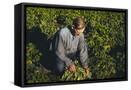 Framed Canvas