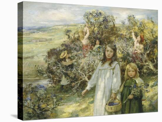 Picking Blackberries-William Mcgeorge-Stretched Canvas