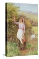 Picking Blossom-William Affleck-Stretched Canvas