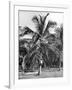 Picking Coconuts, Jamaica, C1905-Adolphe & Son Duperly-Framed Giclee Print