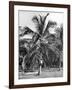 Picking Coconuts, Jamaica, C1905-Adolphe & Son Duperly-Framed Giclee Print