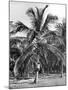 Picking Coconuts, Jamaica, C1905-Adolphe & Son Duperly-Mounted Giclee Print