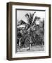 Picking Coconuts, Jamaica, C1905-Adolphe & Son Duperly-Framed Giclee Print